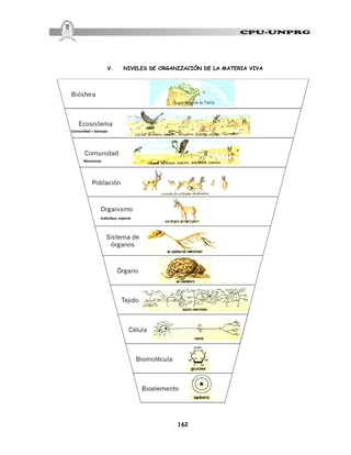 162
V. NIVELES DE ORGANIZACIÓN DE LA MATERIA VIVA
Individuo, especie
Comunidad + biotopo
Biocenosis
 