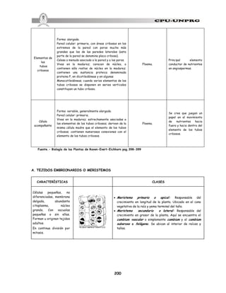 200
Elementos de
los
tubos
cribosos
Forma: alargada.
Pared celular: primaria, con áreas cribosas en los
extremos de la pared con poros mucho más
grandes que los de las paredes laterales (esta
parte de la pared se denomina placa cribosa).
Calosa a menudo asociada a la pared y a los poros.
Vivas en la madurez; carecen de núcleo, o
contienen sólo restos de núcleo en la madurez;
contienen una sustancia proteica denominada
proteina P, en dicotiledóneas y en algunas
Monocotiledóneas; cuando varios elementos de los
tubos cribosos se disponen en series verticales
constituyen un tubo criboso.
Floema.
Principal elemento
conductor de nutrientes
en angiospermas.
Célula
acompañante
Forma: variable, generalmente alargada.
Pared celular: primaria.
Vivas en la madurez; estrechamente asociadas a
los elementos de los tubos cribosos; derivan de la
misma célula madre que el elemento de los tubos
cribosos; contienen numerosas conexiones con el
elemento de los tubos cribosos.
Floema.
Se cree que juegan un
papel en el movimiento
de nutrientes hacia
fuera y hacia dentro del
elemento de los tubos
cribosos.
Fuente.- Biología de las Plantas de Raven-Evert-Eichhorn pag.398-399
A. TEJIDOS EMBRIONARIOS O MERISTEMOS
CARACTERÍSTICAS CLASES
Células pequeñas, no
diferenciadas, membrana
delgada, abundante
citoplasma, núcleo
grande. Con vacuolas
pequeñas o sin ellas.
Forman u originan tejidos
adultos.
En continua división por
mitosis.
· Meristemo primario o apical: Responsable del
crecimiento en longitud de la planta. Ubicado en el cono
vegetativo de la raíz y yema terminal del tallo.
· Meristemo secundario o lateral: Responsable del
crecimiento en grosor de la planta. Aquí se encuentra el
cambium vascular o simplemente cambium y el cambium
suberoso o felógeno. Se ubican al interior de raíces y
tallos.
 