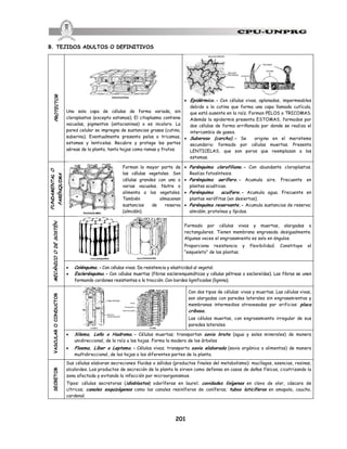 201
B. TEJIDOS ADULTOS O DEFINITIVOS
PROTECTOR
Una sola capa de células de forma variada, sin
cloroplastos (excepto estomas). El citoplasma contiene
vacuolas, pigmentos (antocianinas) o es incoloro. La
pared celular se impregna de sustancias grasas (cutina,
suberina). Eventualmente presenta pelos o tricomas,
estomas y lenticelas. Recubre y protege las partes
aéreas de la planta, tanto hojas como ramas y frutos.
· Epidérmico.- Con células vivas, aplanadas, impermeables
debido a la cutina que forma una capa llamada cutícula,
que está ausente en la raíz. Forman PELOS o TRICOMAS.
Además la epidermis presenta ESTOMAS, formados por
dos células de forma arriñonada por donde se realiza el
intercambio de gases.
· Suberoso (corcho).- Se origina en el meristemo
secundario; formado por células muertas. Presenta
LENTICELAS, que son poros que reemplazan a los
estomas.
FUNDAMENTAL
O
PARÉNQUIMA
Forman la mayor parte de
las células vegetales. Son
células grandes con una o
varias vacuolas. Nutre o
alimenta a los vegetales.
También almacenan
sustancias de reserva
(almidón).
· Parénquima clorofiliano.- Con abundante cloroplastos.
Realiza fotosíntesis.
· Parénquima aerífero.- Acumula aire. Frecuente en
plantas acuáticas.
· Parénquima acuífero.- Acumula agua. Frecuente en
plantas xerófitas (en desiertos).
· Parénquima reservante.- Acumula sustancias de reserva:
almidón, proteínas y lípidos.
MECÁNICO
O
DE
SOSTÉN
Formado por células vivas y muertas, alargadas o
rectangulares. Tienen membrana engrosada desigualmente.
Algunas veces el engrosamiento es solo en ángulos.
Proporciona resistencia y flexibilidad. Constituye el
“esqueleto” de las plantas.
· Colénquima.- Con células vivas. Da resistencia y elasticidad al vegetal.
· Esclerénquima.- Con células muertas (fibras esclerenquimáticas y células pétreas o esclereídas). Las fibras se unen
formando cordones resistentes a la tracción. Con bordes lignificados (lignina).
VASCULAR
O
CONDUCTOR
Con dos tipos de células: vivas y muertas. Las células vivas,
son alargadas con paredes laterales sin engrosamientos y
membranas intermedias atravesadas por orificios: placa
cribosa.
Las células muertas, con engrosamiento irregular de sus
paredes laterales.
· Xilema, Leño o Hadroma.- Células muertas; transportan savia bruta (agua y sales minerales) de manera
unidireccional, de la raíz a las hojas. Forma la madera de los árboles
· Floema, Líber o Leptoma.- Células vivas; transporta savia elaborada (savia orgánica o alimentos) de manera
multidireccional, de las hojas a las diferentes partes de la planta.
SECRETOR
Sus células elaboran secreciones fluidas o sólidas (productos finales del metabolismo): mucílagos, esencias, resinas,
alcaloides. Los productos de secreción de la planta le sirven como defensa en casos de daños físicos, cicatrizando la
zona afectada y evitando la infección por microorganismos.
Tipos: células secretoras (idioblastos) odoríferas en laurel; cavidades lisígenas en clavo de olor, cáscara de
cítricos; canales esquizógenos como los canales resiníferos de coníferas; tubos laticíferos en amapola, caucho,
cardenal.
 