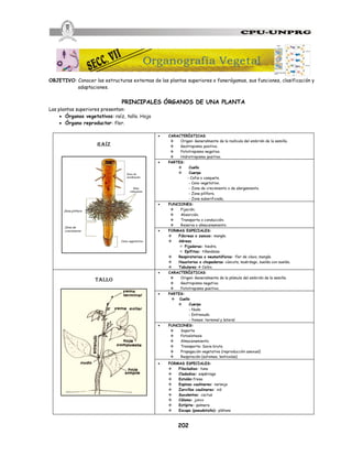 202
OBJETIVO: Conocer las estructuras externas de las plantas superiores o fanerógamas, sus funciones, clasificación y
adaptaciones.
PRINCIPALES ÓRGANOS DE UNA PLANTA
Las plantas superiores presentan:
· Órganos vegetativos: raíz, tallo. Hoja
· Órgano reproductor: flor.
raíz
· CARACTERÍSTICAS:
v Origen: Generalmente de la radícula del embrión de la semilla.
v Geotropismo positivo.
v Fototropismo negativo.
v Hidrotropismo positivo.
· PARTES:
v Cuello
v Cuerpo
- Cofia o casquete.
- Cono vegetativo.
- Zona de crecimiento o de alargamiento.
- Zona pilífera.
- Zona suberificada.
· FUNCIONES:
v Fijación.
v Absorción.
v Transporte o conducción.
v Reserva o almacenamiento.
· FORMAS ESPECIALES:
v Fúlcreas o zancos: mangle.
v Aéreas
² Fijadoras: hiedra.
² Epífitas: tillandsias.
v Respiratorias o neumatóforos: flor de clavo, mangle.
v Haustorios o chupadoras: cúscuta, muérdago, suelda con suelda.
v Tabulares à Ceibo.
Tallo
· CARACTERÍSTICAS:
v Origen: Generalmente de la plúmula del embrión de la semilla.
v Geotropismo negativo.
v Fototropismo positivo.
· PARTES:
v Cuello
v Cuerpo
- Nudo
- Entrenudo
- Yemas: terminal y lateral
· FUNCIONES:
v Soporte
v Fotosíntesis
v Almacenamiento
v Transporte: Savia bruta
v Propagación vegetativa (reproducción asexual)
v Respiración (estomas, lenticelas)
· FORMAS ESPECIALES:
v Filocladios: tuna
v Cladodios: espárrago
v Estolón:fresa
v Espinas caulinares: naranja
v Zarcillos caulinares: vid
v Suculentos: cactus
v Cálamo: junco
v Estípite: palmera
v Escapo (pseudotallo): plátano
Organografía Vegetal
 