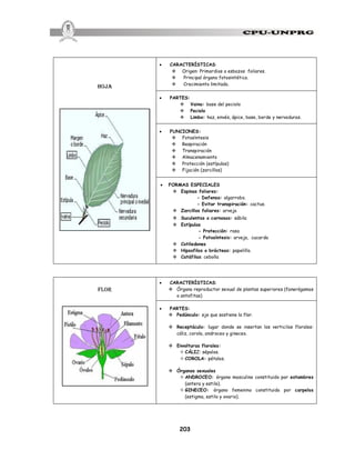 203
hoja
· CARACTERÍSTICAS:
v Origen: Primordios o esbozos foliares.
v Principal órgano fotosintético.
v Crecimiento limitado.
· PARTES:
v Vaina: base del peciolo
v Peciolo
v Limbo: haz, envés, ápice, base, borde y nervaduras.
· FUNCIONES:
v Fotosíntesis
v Respiración
v Transpiración
v Almacenamiento
v Protección (estípulas)
v Fijación (zarcillos)
· FORMAS ESPECIALES
v Espinas foliares:
- Defensa: algarrobo.
- Evitar transpiración: cactus.
v Zarcillos foliares: arveja
v Suculentas o carnosas: sábila
v Estípulas
- Protección: rosa
- Fotosíntesis: arveja, cucarda
v Cotiledones
v Hipsofilos o brácteas: papelillo.
v Catáfilas: cebolla
flor
· CARACTERÍSTICAS:
v Órgano reproductor sexual de plantas superiores (fanerógamas
o antofitas)
· PARTES:
v Pedúnculo: eje que sostiene la flor.
v Receptáculo: lugar donde se insertan los verticilos florales:
cáliz, corola, androceo y gineceo.
v Envolturas florales:
² CÁLIZ: sépalos.
² COROLA: pétalos.
v Órganos sexuales
² ANDROCEO: órgano masculino constituido por estambres
(antera y estilo).
² GINECEO: órgano femenino constituido por carpelos
(estigma, estilo y ovario).
 