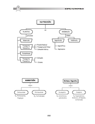 210
NUTRICIÓN
PLANTAS ANIMALES
Absorción
en
Transporte
Xilemático
Fotosíntesis
Saprótrofa Holótrofa
Transporte
Floemático
procesos clases
Presión Radical
Transpiración Foliar
Cohesión hídrica
Difusión
Ciclosis
Saprofítica
Saprozoica
 
