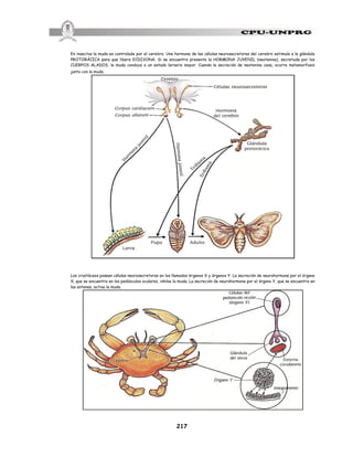 217
En insectos la muda es controlada por el cerebro. Una hormona de las células neurosecretoras del cerebro estimula a la glándula
PROTORÁCICA para que libere ECDISONA. Si se encuentra presente la HORMONA JUVENIL (neotenina), secretada por los
CUERPOS ALADOS, la muda conduce a un estado larvario mayor. Cuando la secreción de neotenina cesa, ocurre metamorfosis
junto con la muda.
Los crustáceos poseen células neurosecretoras en los llamados órganos X y órganos Y. La secreción de neurohormona por el órgano
X, que se encuentra en los pedúnculos oculares, inhibe la muda. La secreción de neurohormona por el órgano Y, que se encuentra en
las antenas, activa la muda.
 