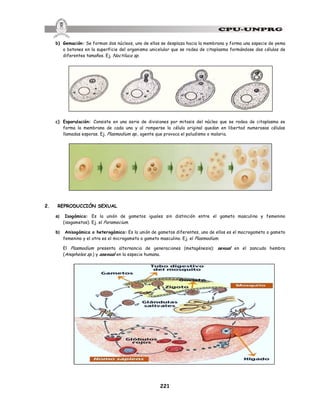 221
b) Gemación: Se forman dos núcleos, uno de ellos se desplaza hacia la membrana y forma una especie de yema
o botones en la superficie del organismo unicelular que se rodea de citoplasma formándose dos células de
diferentes tamaños. Ej. Noctiluca sp.
c) Esporulación: Consiste en una serie de divisiones por mitosis del núcleo que se rodea de citoplasma se
forma la membrana de cada una y al romperse la célula original quedan en libertad numerosas células
llamadas esporas. Ej. Plasmodium sp., agente que provoca el paludismo o malaria.
2. REPRODUCCIÓN SEXUAL
a) Isogámica: Es la unión de gametos iguales sin distinción entre el gameto masculino y femenino
(isogametos). Ej. el Paramecium.
b) Anisogámica o heterogámica: Es la unión de gametos diferentes, uno de ellos es el macrogameto o gameto
femenino y el otro es el microgameto o gameto masculino. Ej. el Plasmodium.
El Plasmodium presenta alternancia de generaciones (metagénesis): sexual en el zancudo hembra
(Anopheles sp.) y asexual en la especie humana.
 