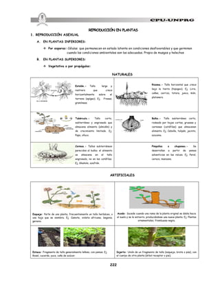 222
REPRODUCCIÓN EN PLANTAS
1. REPRODUCCIÓN ASEXUAL
A. EN PLANTAS INFERIORES:
v Por esporas: Células que permanecen en estado latente en condiciones desfavorables y que germinan
cuando las condiciones ambientales son las adecuadas. Propio de musgos y helechos
B. EN PLANTAS SUPERIORES:
v Vegetativa o por propágulos:
NATURALES
ARTIFICIALES
Esqueje: Parte de una planta, frecuentemente un tallo herbáceo, o
una hoja que se siembra. Ej. Camote, violeta africana, begonia,
geranio.
Acodo: Sucede cuando una rama de la planta original se dobla hacia
el suelo y se le entierro, produciéndose una nueva planta. Ej. Plantas
ornamentales, frambuesa negra.
Estaca: Fragmento de tallo generalmente leñoso, con yemas. Ej.
Rosal, cucarda, yuca, caña de azúcar.
Injerto: Unión de un fragmento de tallo (esqueje, brote o púa), con
el cuerpo de otra planta (árbol receptor o pie).
Estolón.- Tallo largo y
rastrero que crece
horizontalmente sobre el
terreno (epígeo). Ej. Fresas,
gramíneas.
Rizoma.- Tallo horizontal que crece
bajo la tierra (hipogeo). Ej. Lirio,
cañas, carrizo, totora, junco, kión,
platanero.
Tubérculo.- Tallo corto,
subterráneo y engrosado que
almacena alimento (almidón) y
de crecimiento limitado. Ej.
Papa, olluco.
Bulbo.- Tallo subterráneo corto,
rodeado por hojas cortas, gruesas y
carnosas (catáfilas) que almacenan
alimento. Ej. Cebolla, tulipán, jacinto,
azucena.
Cormos.- Tallos subterráneos
parecidos al bulbo; el alimento
se almacena en el tallo
engrosado, no en las catáfilas.
Ej. Gladiolo, azafrán.
Pimpollos o chupones.- Se
desarrollan a partir de yemas
adventicias en las raíces. Ej. Peral,
cerezo, manzano.
 