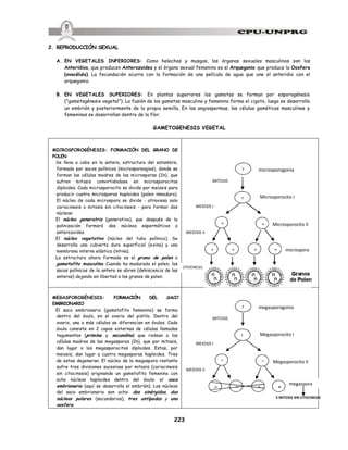 223
2. REPRODUCCIÓN SEXUAL
A. EN VEGETALES INFERIORES: Como helechos y musgos, los órganos sexuales masculinos son los
Anteridios, que producen Anterozoides y el órgano sexual femenino es el Arquegonio que produce la Oosfera
(ovocélula). La fecundación ocurre con la formación de una película de agua que une el anteridio con el
arquegonio.
B. EN VEGETALES SUPERIORES: En plantas superiores los gametos se forman por esporogénesis
("gametogénesis vegetal"). La fusión de los gametos masculino y femenino forma el cigoto, luego se desarrolla
un embrión y posteriormente de la propia semilla. En las angiospermas, las células gaméticas masculinas y
femeninas se desarrollan dentro de la flor.
GAMETOGENESIS VEGETAL
MICROSPOROGÉNESIS: FORMACIÓN DEL GRANO DE
POLEN
Se lleva a cabo en la antera, estructura del estambre,
formada por sacos polínicos (microsporangios), donde se
forman las células madres de las microsporas (2n), que
sufren mitosis convirtiéndose en microsporocitos
diploides. Cada microsporocito se divide por meiosis para
producir cuatro microsporas haploides (polen inmaduro).
El núcleo de cada microspora se divide - atraviesa solo
cariocinesis o mitosis sin citocinesis - para formar dos
núcleos:
El núcleo generatriz (generativo), que después de la
polinización formará dos núcleos espermáticos o
anterozoides.
El núcleo vegetativo (núcleo del tubo polínico). Se
desarrolla una cubierta dura superficial (exina) y una
membrana interna elástica (intina).
La estructura ahora formada es el grano de polen o
gametofito masculino. Cuando ha madurado el polen, los
sacos polínicos de la antera se abren (dehiscencia de las
anteras) dejando en libertad a los granos de polen.
MEGASPOROGÉNESIS: FORMACIÓN DEL SACO
EMBRIONARIO
El saco embrionario (gametofito femenino) se forma
dentro del óvulo, en el ovario del pistilo. Dentro del
ovario, una o más células se diferencian en óvulos. Cada
óvulo consiste en 2 capas externas de células llamadas
tegumentos (primina y secundina) que rodean a las
células madres de las megasporas (2n), que por mitosis,
dan lugar a los megasporocitos diploides. Estas, por
meiosis, dan lugar a cuatro megasporas haploides. Tres
de estas degeneran. El núcleo de la megaspora restante
sufre tres divisiones sucesivas por mitosis (cariocinesis
sin citocinesis) originando un gametofito femenino con
ocho núcleos haploides dentro del óvulo: el saco
embrionario (aquí se desarrolla el embrión). Los núcleos
del saco embrionario son ocho: dos sinérgidas, dos
núcleos polares (secundarios), tres antípodas y una
oosfera.
megaspora
CITOCINESIS
2
n
n
n n n n
2
microsporogonia
Microsporocito II
Microsporocito I
microspora
MITOSIS
MEIOSIS II
MEIOSIS I
2
n
n
n n n n
2
megasporogonia
Megasporocito II
Megasporocito I
MITOSIS
MEIOSIS II
MEIOSIS I
3 MITOSIS SIN CITOCINESIS
 