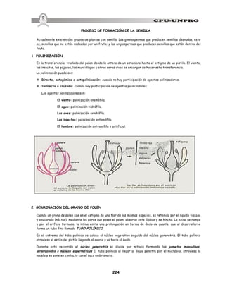 224
PROCESO DE FORMACIÓN DE LA SEMILLA
Actualmente existen dos grupos de plantas con semilla. Las gimnospermas que producen semillas desnudas, esto
es, semillas que no están rodeadas por un fruto; y las angiospermas que producen semillas que están dentro del
fruto.
1. POLINIZACIÓN
Es la transferencia, traslado del polen desde la antera de un estambre hasta el estigma de un pistilo. El viento,
los insectos, los pájaros, los murciélagos u otros seres vivos se encargan de hacer esta transferencia.
La polinización puede ser:
v Directa, autogámica o autopolinización: cuando no hay participación de agentes polinizadores.
v Indirecta o cruzada: cuando hay participación de agentes polinizadores.
Los agentes polinizadores son:
El viento: polinización anemófila.
El agua: polinización hidrófila.
Las aves: polinización ornitófila.
Los insectos: polinización entomófila.
El hombre: polinización antropófila o artificial.
2. GERMINACIÓN DEL GRANO DE POLEN
Cuando un grano de polen cae en el estigma de una flor de las mismas especies, es retenido por el líquido viscoso
y azucarado (néctar); mediante los poros que posee el polen, absorbe este líquido y se hincha. La exina se rompe
y por el orificio formado, la intina emite una prolongación en forma de dedo de guante, que al desarrollarse
forma un tubo fino llamado TUBO POLÍNICO.
En el extremo del tubo polínico se coloca el núcleo vegetativo seguido del núcleo generatriz. El tubo polínico
atraviesa el estilo del pistilo llegando al ovario y va hacia el óvulo.
Durante este recorrido el núcleo generatriz se divide por mitosis formando los gametos masculinos,
anterozoides o núcleos espermáticos El tubo polínico al llegar al óvulo penetra por el micrópilo, atraviesa la
nucela y se pone en contacto con el saco embrionario.
 