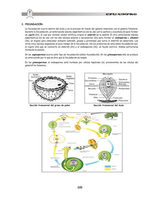 225
3. FECUNDACIÓN
La fecundación ocurre dentro del óvulo y es el proceso de fusión del gameto masculino con el gameto femenino.
Durante la fecundación, un anterozoide (núcleo espermático) (n) se une con la oosfera u ovocélula (n) para formar
un cigoto (2n), el cual por división celular mitótica origina el embrión de la semilla. El otro anterozoide (núcleo
espermático) (n) se une con los dos núcleos polares o secundarios (2n) para formar el endospermo o albumen
(3n), un órgano para almacenar alimento (almidón, grasas y proteínas) que nutre al embrión en desarrollo. Los
otros cinco núcleos degeneran al poco tiempo de la fecundación. Así los productos de esta doble fecundación son:
el cigoto (2n) que se convierte en embrión (2n) y el endospermo (3n), un tejido nutricio. Ambas estructuras
formarán la semilla.
En las angiospermas ocurre este tipo de fecundación (doble fecundación). En las gimnospermas sólo se produce
un anterozoide por lo que se dice que la fecundación es simple.
En las gimnospermas, el endospermo está formado por células haploides (n), provenientes de las células del
gametofito femenino.
Sección transversal del grano de polen Sección transversal del óvulo
 