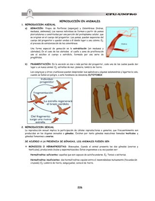 226
REPRODUCCIÓN EN ANIMALES
1. REPRODUCCION ASEXUAL
a) GEMACIÓN: Propio de Poríferos (esponjas) y Celentéreos (hidras,
medusas, anémonas). Los nuevos individuos se forman a partir de yemas
pluricelulares o constituidas por una porción del protoplasma celular, que
se originan en el cuerpo del progenitor. Las yemas, pueden separarse del
cuerpo del progenitor o quedar unidas a él dando lugar a una colonia. Ej.
el proceso de estolonización de los celentéreos.
Una forma especial de gemación es la estrobilación (en medusas y
céstodes). En el caso de los céstodes el cuello o zona de proliferación
une el escólex al cuerpo o estróbilo, formado por una serie de
proglótidos.
b) FRAGMENTACIÓN: Es la escisión en dos o más partes del progenitor, cada una de las cuales puede dar
lugar a un nuevo animal. Ej. estrellas de mar, planaria, lombriz de tierra.
Los cangrejos y otros crustáceos pueden desprender sus apéndices y algunas salamandras y lagartos la cola,
cuando se hallan en peligro, a este fenómeno se denomina AUTOTOMIA
2. REPRODUCCION SEXUAL
La reproducción sexual implica la participación de células reproductoras o gametos, que frecuentemente son
producidas en los órganos sexuales o gónadas. Existen por tanto gónadas masculinas llamadas testículos y
gónadas femeninas u ovarios.
DE ACUERDO A LA PRESENCIA DE GÓNADAS, LOS ANIMALES PUEDEN SER:
v MONOICOS O HERMAFRODITAS: Bisexuales. Cuando el animal presenta las dos gónadas (ovarios y
testículos), produciendo óvulos y espermatozoides. Estos organismos a su vez pueden ser:
Hermafroditas suficientes: aquellos que son capaces de autofecundarse. Ej. Tenias o solitarias.
Hermafroditas insuficientes: dos hermafroditas copulan entre sí inseminándose mutuamente (fecundación
cruzada). Ej. Lombriz de tierra, sanguijuelas, caracol de tierra.
Individuo adulto
yema
 