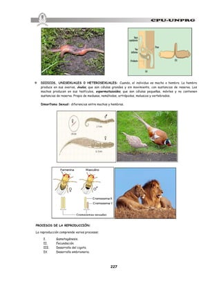 227
v DIOICOS, UNISEXUALES 0 HETEROSEXUALES: Cuando, el individuo es macho o hembra. La hembra
produce en sus ovarios, óvulos, que son células grandes y sin movimiento, con sustancias de reserva. Los
machos producen en sus testículos, espermatozoides, que son células pequeñas, móviles y no contienen
sustancias de reserva. Propio de medusas, nemátodos, artrópodos, moluscos y vertebrados.
Dimorfismo Sexual: diferencias entre machos y hembras.
PROCESOS DE LA REPRODUCCIÓN:
La reproducción comprende varios procesos:
I. Gametogénesis.
II. Fecundación.
III. Desarrollo del cigoto.
IV. Desarrollo embrionario.
 
