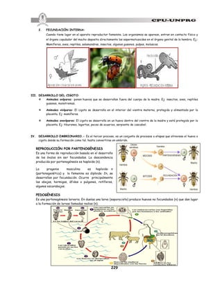 229
2. FECUNDACIÓN INTERNA:
Cuando tiene lugar en el aparato reproductor femenino. Los organismos se aparean, entran en contacto físico y
el órgano copulador del macho deposita directamente los espermatozoides en el órgano genital de la hembra. Ej.:
Mamíferos, aves, reptiles, salamandras, insectos, algunos gusanos, pulpos, moluscos.
III. DESARROLLO DEL CIGOTO:
v Animales ovíparos: ponen huevos que se desarrollan fuera del cuerpo de la madre. Ej: insectos, aves, reptiles
gusanos, monotremas.
v Animales vivíparos: El cigoto se desarrolla en el interior del vientre materno, protegido y alimentado por la
placenta. Ej: mamíferos.
v Animales ovovíparos: El cigoto se desarrolla en un huevo dentro del vientre de la madre y está protegido por la
placenta. Ej: tiburones, lagartos, peces de acuarios, serpiente de cascabel.
IV. DESARROLLO EMBRIONARIO.- Es el tercer proceso, es un conjunto de procesos o etapas que atraviesa el huevo o
cigoto desde su formación como tal, hasta convertirse en embrión.
REPRODUCCIÓN POR PARTENOGÉNESIS
Es una forma de reproducción basada en el desarrollo
de los óvulos sin ser fecundados. La descendencia
producida por partenogénesis es haploide (n).
La progenie masculina es haploide: n
(partenogenética) y la femenina es diploide: 2n, se
desarrollan por fecundación. Ocurre principalmente
las abejas, hormigas, áfidos o pulgones, rotíferos,
algunos escarabajos.
PEDOGÉNESIS
Es una partenogénesis larvaria. En duelas una larva (esporocisto) produce huevos no fecundados (n) que dan lugar
a la formación de larvas llamadas redias (n).
 