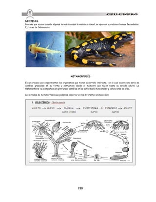 230
NEOTENIA
Proceso que ocurre cuando algunas larvas alcanzan la madurez sexual, se aparean y producen huevos fecundados.
Ej. Larva de Salamandra.
METAMORFOSIS
Es un proceso que experimentan los organismos que tienen desarrollo indirecto, en el cual ocurre una serie de
cambios graduales en su forma y estructura desde el momento que nacen hasta su estado adulto. La
metamorfosis va acompañada de profundos cambios en las actividades funcionales y condiciones de vida.
Los estados de metamorfosis que podemos observar en los diferentes animales son:
 