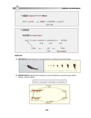 232
INSECTOS
a) AMETÁBOLOS: Desarrollo directo. Sin metamorfosis. Ej. Lepisma sp. o pececillo de plata.
b) HEMIMETÁBOLOS: Metamorfosis incompleta. Ej. grillos, saltamontes, cucarachas, piojos, ladillas,
chinches, termitas, libélulas.
 