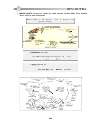 233
c) HOLOMETÁBOLOS: Metamorfosis completa. Ej.: pulgas; mariposas; hormigas, abejas, moscas, zancudos,
tábanos, mosquitos, pique, polilla de ropa.
 