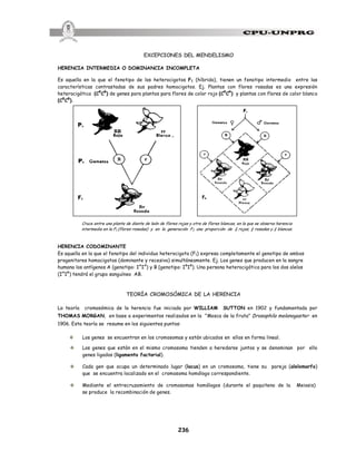 236
EXCEPCIONES DEL MENDELISMO
HERENCIA INTERMEDIA O DOMINANCIA INCOMPLETA
Es aquella en la que el fenotipo de los heterocigotos F1 (híbrido), tienen un fenotipo intermedio entre las
características contrastadas de sus padres homocigotos. Ej. Plantas con flores rosadas es una expresión
heterocigótica (CR
CB
) de genes para plantas para flores de color rojo (CR
CR
) y plantas con flores de color blanco
(CB
CB
).
Cruce entre una planta de diente de león de flores rojas y otra de flores blancas, en la que se observa herencia
intermedia en la F1 (flores rosadas) y en la generación F2 una proporción de ¼ rojas, ½ rosadas y ¼ blancas.
HERENCIA CODOMINANTE
Es aquella en la que el fenotipo del individuo heterocigoto (F1) expresa completamente el genotipo de ambos
progenitores homocigotos (dominante y recesivo) simultáneamente. Ej. Los genes que producen en la sangre
humana los antígenos A (genotipo: IA
IA
) y B (genotipo: IB
IB
). Una persona heterocigótica para los dos alelos
(IA
IB
) tendrá el grupo sanguíneo AB.
TEORÍA CROMOSÓMICA DE LA HERENCIA
La teoría cromosómica de la herencia fue iniciada por WILLIAM SUTTON en 1902 y fundamentada por
THOMAS MORGAN, en base a experimentos realizados en la "Mosca de la fruta” Drosophila melanogaster en
1906. Esta teoría se resume en los siguientes puntos:
v Los genes se encuentran en los cromosomas y están ubicados en ellos en forma lineal.
v Los genes que están en el mismo cromosoma tienden a heredarse juntos y se denominan por ello
genes ligados (ligamento factorial).
v Cada gen que ocupa un determinado lugar (locus) en un cromosoma, tiene su pareja (alelomorfo)
que se encuentra localizado en el cromosoma homólogo correspondiente.
v Mediante el entrecruzamiento de cromosomas homólogos (durante el paquiteno de la Meiosis)
se produce la recombinación de genes.
 