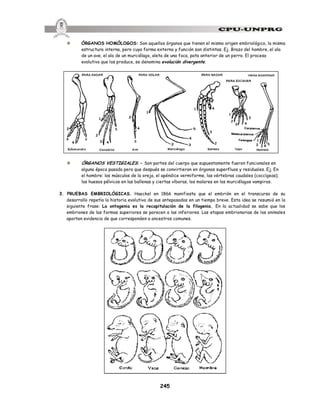 245
v ÓRGANOS HOMÓLOGOS: Son aquellos órganos que tienen el mismo origen embriológico, la misma
estructura interna, pero cuya forma externa y función son distintas. Ej. Brazo del hombre, el ala
de un ave, el ala de un murciélago, aleta de una foca, pata anterior de un perro. El proceso
evolutivo que los produce, se denomina evolución divergente.
v ÓRGANOS VESTIGIALES.- Son partes del cuerpo que supuestamente fueron funcionales en
alguna época pasada pero que después se convirtieron en órganos superfluos y residuales. Ej. En
el hombre: los músculos de la oreja, el apéndice vermiforme, las vértebras caudales (coccígeas);
los huesos pélvicos en las ballenas y ciertas víboras, los molares en los murciélagos vampiros.
3. PRUEBAS EMBRIOLÓGICAS. Haeckel en 1866 manifiesta que el embrión en el transcurso de su
desarrollo repetía la historia evolutiva de sus antepasados en un tiempo breve. Esta idea se resumió en la
siguiente frase: La ontogenia es la recapitulación de la filogenia. En la actualidad se sabe que los
embriones de las formas superiores se parecen a las inferiores. Las etapas embrionarias de los animales
aportan evidencia de que corresponden a ancestros comunes.
 