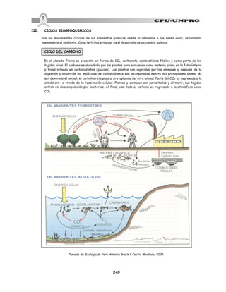 249
III. CICLOS BIOGEOQUIMICOS
Son los movimientos cíclicos de los elementos químicos desde el ambiente a los seres vivos, retornando
nuevamente al ambiente. Característica principal es el desarrollo de un cambio químico.
CICLO DEL CARBONO
En el planeta Tierra se presenta en forma de CO2, carbonato, combustibles fósiles y como parte de los
tejidos vivos. El carbono es absorbido por las plantas para ser usado como materia prima en la fotosíntesis
y transformado en carbohidratos (glucosa). Las plantas son ingeridas por los animales y después de la
digestión y absorción las moléculas de carbohidratos son incorporados dentro del protoplasma animal. Al
ser devorado el animal, el carbohidrato pasa al protoplasma del otro animal. Parte del CO2 es regresado a la
atmósfera a través de la respiración celular. Plantas y animales son parasitados y al morir, sus tejidos
entran en descomposición por bacterias. Al final, casi todo el carbono es regresado a la atmósfera como
CO2
Tomado de: Ecología de Perú. Antonio Brack & Cecilia Mendiola. 2000.
 