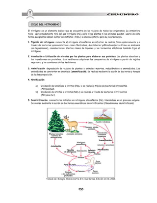 250
CICLO DEL NITROGENO
El nitrógeno es un elemento básico que se encuentra en los tejidos de todos los organismos. La atmósfera
tiene aproximadamente 70% del gas nitrógeno (N2), pero ni las plantas ni los animales pueden usarlo de esta
forma. Las plantas deben contar con nitratos (NO3
-
) o amoniaco (NH3) para su incorporación.
1. Fijación del nitrógeno: convierte el nitrógeno atmosférico en nitratos; se realiza físico-químicamente y a
través de bacterias quimiosintéticas como Clostridium, Azotobacter yRhizobium (ésta última en simbiosis
con leguminosas), cianobacterias. Ciertas clases de líquenes y las tormentas eléctricas también fijan el
nitrógeno.
2. Asimilación o Utilización de nitratos por las plantas para elaborar sus proteínas. Las plantas absorben y
los transforman en proteínas. Los herbívoros adquieren los compuestos de nitrógeno a partir de tejidos
vegetales, y los carnívoros de los herbívoros.
3. Aminificación: degradación de tejidos de plantas y animales muertos, reduciéndolos a aminoácidos. Los
aminoácidos se convierten en amoniaco (amonificación). Se realiza mediante la acción de bacterias y hongos
de la descomposición.
4. Nitrificación:
a) Oxidación del amoníaco a nitritos (NO2
-
); se realiza a través de bacterias nitrosantes
(Nitrosomas).
b) Oxidación de nitritos a nitratos (NO3
-
); se realiza a través de bacterias nitrificantes
(Nitrobacter).
5. Desnitrificación: convierte los nitratos en nitrógeno atmosférico (N2), liberándose en el proceso oxígeno.
Se realiza mediante la acción de bacterias anaeróbicas desnitrificantes (Pseudomonas desnitrificans).
Tomado de: Biología. Helena Curtis & N. Sue Barnes. Edición en CD. 2001.
 
