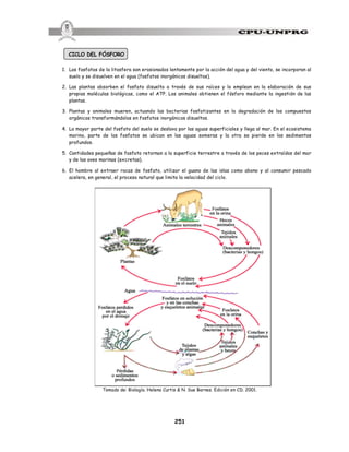 251
CICLO DEL FÓSFORO
1. Los fosfatos de la litosfera son erosionados lentamente por la acción del agua y del viento, se incorporan al
suelo y se disuelven en el agua (fosfatos inorgánicos disueltos).
2. Las plantas absorben el fosfato disuelto a través de sus raíces y lo emplean en la elaboración de sus
propias moléculas biológicas, como el ATP. Los animales obtienen el fósforo mediante la ingestión de las
plantas.
3. Plantas y animales mueren, actuando las bacterias fosfatizantes en la degradación de los compuestos
orgánicos transformándolos en fosfatos inorgánicos disueltos.
4. La mayor parte del fosfato del suelo se deslava por las aguas superficiales y llega al mar. En el ecosistema
marino, parte de los fosfatos se ubican en las aguas someras y la otra se pierde en los sedimentos
profundos.
5. Cantidades pequeñas de fosfato retornan a la superficie terrestre a través de los peces extraídos del mar
y de las aves marinas (excretas).
6. El hombre al extraer rocas de fosfato, utilizar el guano de las islas como abono y al consumir pescado
acelera, en general, el proceso natural que limita la velocidad del ciclo.
Tomado de: Biología. Helena Curtis & N. Sue Barnes. Edición en CD. 2001.
 