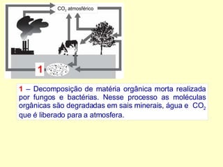 1  – Decomposição de matéria orgânica morta realizada por fungos e bactérias. Nesse processo as moléculas orgânicas são degradadas em sais minerais, água e  CO 2  que é liberado para a atmosfera. CO 2  atmosférico 1 
