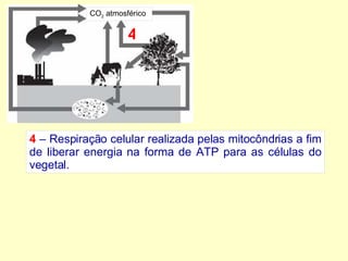 4  – Respiração celular realizada pelas mitocôndrias a fim de liberar energia na forma de ATP para as células do vegetal. CO 2  atmosférico 4 
