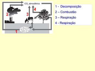 CO 2  atmosférico 1 2 3 4 1 -  Decomposição 2 – Combustão 3 – Respiração 4 - Respiração 