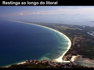 Restinga ao longo do litoral 