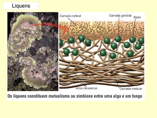 Liquens 