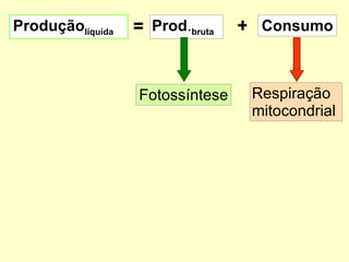 Produção líquida Prod . bruta Consumo = + Fotossíntese Respiração mitocondrial 