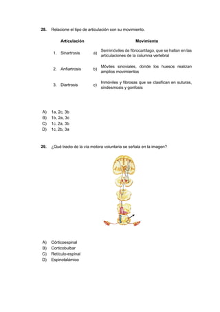 28. Relacione el tipo de articulación con su movimiento.
Articulación Movimiento
1. Sinartrosis a)
Semimóviles de fibrocartílago, que se hallan en las
articulaciones de la columna vertebral
2. Anfiartrosis b)
Móviles sinoviales, donde los huesos realizan
amplios movimientos
3. Diartrosis c)
Inmóviles y fibrosas que se clasifican en suturas,
sindesmosis y gonfosis
A) 1a, 2c, 3b
B) 1b, 2a, 3c
C) 1c, 2a, 3b
D) 1c, 2b, 3a
29. ¿Qué tracto de la vía motora voluntaria se señala en la imagen?
A) Córticoespinal
B) Corticobulbar
C) Retículo-espinal
D) Espinotalámico
 