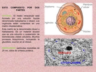 ESTÁ

COMPUESTO POR
PARTES:

DOS

CITOSOL: El medio intracelular está
formado por una solución líquida
denominada hialoplasma o citosol. Los
orgánulos están contenidos en una
matriz citoplasmática.
Esta matriz es la denominada citosol o
hialoplasma. Es un material acuoso
que es una solución o suspensión de
biomoleculas vitales celulares. Muchos
procesos bioquímicos, incluyendo la
glucólisis, ocurren en el citosol.
RIBOSOMAS: partículas insolubles de
25 nm, sitios de síntesis protéica.

 