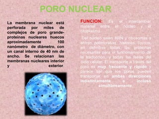 PORO NUCLEAR
La membrana nuclear está
perforada por miles de
complejos de poro grandeproteínas nucleares huecos
aproximadamente
100
nanómetro de diámetro, con
un canal interno de 40 nm de
ancho. Se relacionan las
membranas nucleares interior
y
exterior.

FUNCION:

Es
el
intercambiar
material entre el núcleo y el
citoplasma.
Del núcleo salen ARN y ribosomas y
entran polimerasas, histonas, lípidos,
en definitiva todas las proteínas
necesarias para el funcionamiento de
la traducción, y todas las fases del
ciclo celular. El transporte a través del
poro es muy frecuente y rápido y
parece ser que los poros pueden
transportar en ambas direcciones
indistintamente
e
incluso
simultáneamente.

 