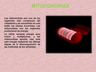 MITOCONDRIAS
Las mitocondrias son uno de los
orgánulos más conspicuos del
citoplasma y se encuentran en casi
todas las células eucariotas. Las
mitocondrias son los orgánulos
productores de energía.
La célula necesita energía para
crecer y multiplicarse, y las
mitocondrias aportan casi toda
esta energía realizando las últimas
etapas de la descomposición de
las moléculas de los alimentos.

 
