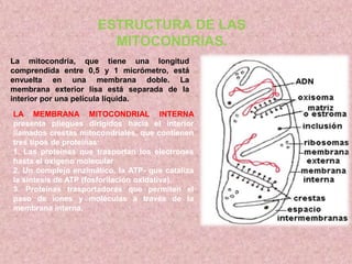 ESTRUCTURA DE LAS
MITOCONDRIAS.
La mitocondria, que tiene una longitud
comprendida entre 0,5 y 1 micrómetro, está
envuelta en una membrana doble. La
membrana exterior lisa está separada de la
interior por una película líquida.
LA MEMBRANA MITOCONDRIAL INTERNA
presenta pliegues dirigidos hacia el interior
llamados crestas mitocondriales, que contienen
tres tipos de proteínas:
1. Las proteínas que trasportan los electrones
hasta el oxígeno molecular
2. Un complejo enzimático, la ATP- que cataliza
la síntesis de ATP (fosforilación oxidativa).
3. Proteínas trasportadoras que permiten el
paso de iones y moléculas a través de la
membrana interna.

 