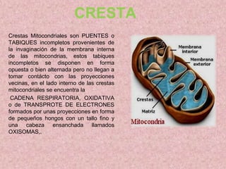 CRESTA
Crestas Mitocondriales son PUENTES o
TABIQUES incompletos provenientes de
la invaginación de la membrana interna
de las mitocondrias, estos tabiques
incompletos se disponen en forma
opuesta o bien alternada pero no llegan a
tomar contácto con las proyecciones
vecinas, en el lado interno de las crestas
mitocondriales se encuentra la
CADENA RESPIRATORIA, OXIDATIVA
o de TRANSPROTE DE ELECTRONES
formados por unas proyecciones en forma
de pequeños hongos con un tallo fino y
una cabeza ensanchada llamados
OXISOMAS,.

 