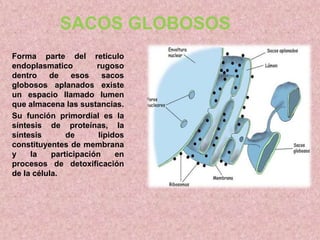 SACOS GLOBOSOS
Forma parte del retículo
endoplasmatico
rugoso
dentro
de
esos
sacos
globosos aplanados existe
un espacio llamado lumen
que almacena las sustancias.
Su función primordial es la
síntesis de proteínas, la
síntesis
de
lípidos
constituyentes de membrana
y
la
participación
en
procesos de detoxificación
de la célula.

 