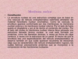 Membrana nuclear
• Constitución
• La envoltura nuclear es una estructura compleja que se basa en
una vesícula de retículo endoplasmático extendida alrededor del
material hereditario nuclear (cromatina). Como tal vesícula, la
envoltura aparece conformada por dos membranas: la membrana
nuclear externa y la membrana nuclear interna. Por el lado de fuera
queda el citoplasma y por el de dentro el contenido del núcleo. Por
el lado del núcleo la membrana nuclear interna lleva adosada una
estructura llamada lámina nuclear, la cual está formada por
proteínas, como las llamadas laminas, a veces en forma de capa
continua, a veces con la estructura de un panal. El hecho de que la
envoltura sea una especialización del retículo endoplasmático se
observa también en que suele aparecer recubierta de ribosomas
(algo que es característico del retículo endoplasmático rugoso), los
cuales fabrican precisamente proteínas que se incorporan a la
composición de las membranas nucleares.

 