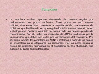Funciones
•

La envoltura nuclear aparece atravesada de manera regular por
perforaciones, los poros nucleares. Estos poros no son simples
orificios, sino estructuras complejas acompañadas de una armazón de
proteínas, que facilitan a la vez que regulan los intercambios entre el núcleo
y el citoplasma. Se llama complejo del poro a cada una de esas puertas de
comunicación. Por ahí salen las moléculas de ARNm producidas por la
transcripción, que deben ser leídas por los ribosomas del citoplasma. Por
ahí salen también los complejos de ARNr y proteínas a partir de los cuales
se ensamblan en el citoplasma los ribosomas. Por los poros entran al
núcleo las proteínas, fabricadas en el citoplasma por los ribosomas, que
cumplen su papel dentro del núcleo.

 