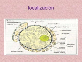 localización

 