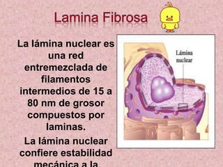 La lámina nuclear es
una red
entremezclada de
filamentos
intermedios de 15 a
80 nm de grosor
compuestos por
laminas.
La lámina nuclear
confiere estabilidad

 