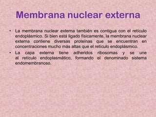 Membrana nuclear externa
• La membrana nuclear externa también es contigua con el retículo
endoplásmico. Si bien está ligado físicamente, la membrana nuclear
externa contiene diversas proteínas que se encuentran en
concentraciones mucho más altas que el retículo endoplásmico.
• La capa externa tiene adheridos ribosomas y se une
al retículo endoplasmático, formando el denominado sistema
endomembranoso.

 