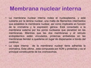 Membrana nuclear interna
• La membrana nuclear interna rodea el nucleoplasma, y está
cubierta por la lámina nuclear, una malla de filamentos intermedios
que estabiliza la membrana nuclear, así como implicada en función
de la cromatina y la expresión génica. Está conectado a la
membrana externa por los poros nucleares que penetran en las
membranas. Mientras que las dos membranas y el retículo
endoplásmico están vinculados, proteínas embebidas en las
membranas tienden a quedarse en lugar de dispersarse a través del
continuo.
• La capa interna de la membrana nuclear tiene adherida la
cromatina. Esta ultima , esta compuesta por ADN y proteínas y es el
principal constituyente de los cromosomas.

 