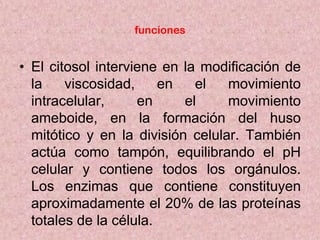 funciones

• El citosol interviene en la modificación de
la
viscosidad,
en
el
movimiento
intracelular,
en
el
movimiento
ameboide, en la formación del huso
mitótico y en la división celular. También
actúa como tampón, equilibrando el pH
celular y contiene todos los orgánulos.
Los enzimas que contiene constituyen
aproximadamente el 20% de las proteínas
totales de la célula.

 