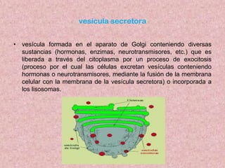 vesícula secretora
• vesícula formada en el aparato de Golgi conteniendo diversas
sustancias (hormonas, enzimas, neurotransmisores, etc.) que es
liberada a través del citoplasma por un proceso de exocitosis
(proceso por el cual las células excretan vesículas conteniendo
hormonas o neurotransmisores, mediante la fusión de la membrana
celular con la membrana de la vesícula secretora) o incorporada a
los lisosomas.

 
