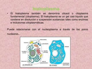 hialoplasma
• El hialoplasma también se denomina citosol o citoplasma
fundamental (citoplasma). El hialoplasma es un gel casi líquido que
contiene en disolución o suspensión sustancias tales como enzimas
e inclusiones citoplasmáticas.
Puede relacionarse con el nucleoplasma a través de los poros
nucleares.

 