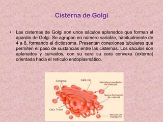 Cisterna de Golgi
• Las cisternas de Golgi son unos sáculos aplanados que forman el
aparato de Golgi. Se agrupan en número variable, habitualmente de
4 a 8, formando el dictiosoma. Presentan conexiones tubulares que
permiten el paso de sustancias entre las cisternas. Los sáculos son
aplanados y curvados, con su cara su cara convexa (externa)
orientada hacia el retículo endoplasmático.

 