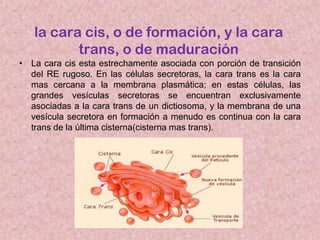 la cara cis, o de formación, y la cara
trans, o de maduración
• La cara cis esta estrechamente asociada con porción de transición
del RE rugoso. En las células secretoras, la cara trans es la cara
mas cercana a la membrana plasmática; en estas células, las
grandes vesículas secretoras se encuentran exclusivamente
asociadas a la cara trans de un dictiosoma, y la membrana de una
vesícula secretora en formación a menudo es continua con la cara
trans de la última cisterna(cisterna mas trans).

 