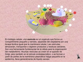 En biología celular, una vesícula es un orgánulo que forma un
compartimento pequeño y cerrado, separado del citoplasma por una
bicapa lipídica igual que la membrana celular. Las vesículas
almacenan, transportan o digieren productos y residuos celulares.
Son una herramienta fundamental de la célula para la organización
del metabolismo. Muchas vesículas se crean en el aparato de
Golgi, pero también en el retículo endoplasmático, o se forman a
partir de partes de la membrana plasmática.Vejiga pequeña en la
epidermis, llena generalmente de líquido seroso.

 
