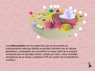 Las mitocondrias son los orgánulos que se encuentran en
prácticamente todas las células eucariotas (también hay en células
gaméticas), encargados de suministrar la mayor parte de la energía
necesaria para la actividad celular; actúan por tanto, como centrales
energéticas de la célula y sintetizan ATP por medio de la fosforilación
oxidativa.

 