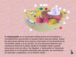 El citoesqueleto es un entramado tridimensional de microtúbulos y
microfilamentos que proveen el soporte interno para las células, anclan
las estructuras internas de la misma e intervienen en los fenómenos de
movimiento celular y en su división. Es una estructura dinámica que
mantiene la forma de la célula, facilita la movilidad celular (usando
estructuras como los cilios y los flagelos), y desempeña un importante
papel tanto en el transporte intracelular (por ejemplo, los movimientos
de vesículas y orgánulos) y en la división celular.

 